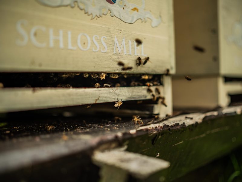 82 - SCHLOSS_MIEL_MEMBERS_CUP_Enhanced-138