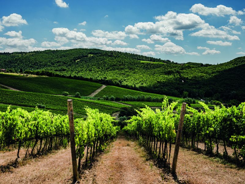 Antinori_BadiaaPassignano_Weinberg_2505_001